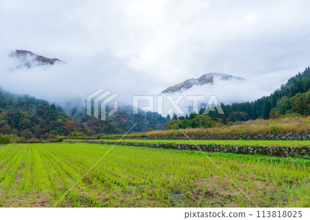 Shirakawa Village, Gifu Prefecture: Mountain rice fields with the second crop of rice growing in late autumn Shirakawa Village, Gifu Prefecture: Mountain rice fields with the second crop of rice growing in late autumn 113818025