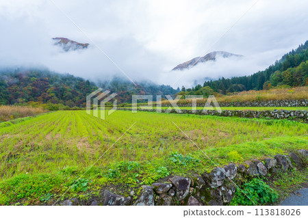 Shirakawa Village, Gifu Prefecture: Mountain rice fields with the second crop of rice growing in late autumn Shirakawa Village, Gifu Prefecture: Mountain rice fields with the second crop of rice growing in late autumn 113818026
