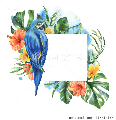 Tropical palm leaves, monstera and flowers of plumeria, hibiscus with blue-yellow macaw parrot. Hand drawn watercolor botanical illustration. Template frame square isolated from the background Tropical palm leaves, monstera and flowers of plumeria, hibiscus with blue-yellow macaw parrot. Hand drawn watercolor botanical illustration. Template frame square isolated from the background 113818137