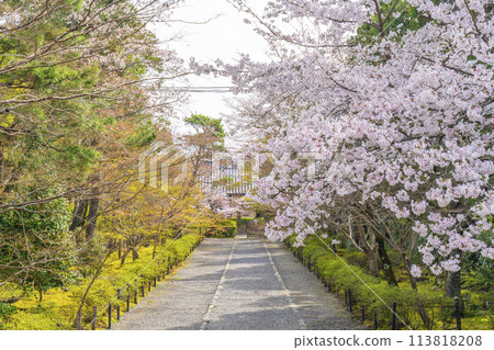 Spring in Kyoto, Nison-in Temple, "Momiji no Baba" cherry blossom pattern 113818208