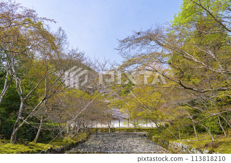 Spring in Kyoto, Nison-in Temple, "Momiji no Baba" cherry blossom pattern 113818210