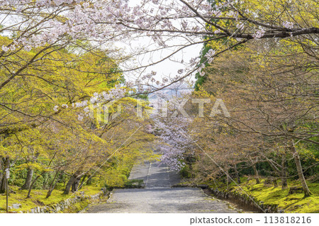 春天京都二尊院「秋葉馬場」櫻花圖案 春天京都二尊院「秋葉馬場」櫻花圖案 113818216
