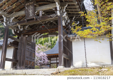 Spring in Kyoto: Cherry blossoms seen from the Chokushimon Gate at Nison-in Temple Spring in Kyoto: Cherry blossoms seen from the Chokushimon Gate at Nison-in Temple 113818217