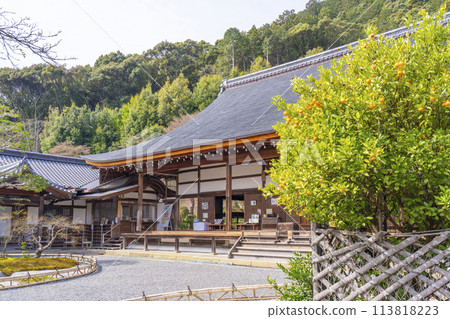 春天的京都、二尊院正殿和右近橘 春天的京都、二尊院正殿和右近橘 113818223