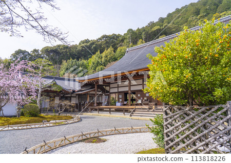 Spring in Kyoto: Nison-in Temple, main hall, Ukon no Tachibana and Sakon no Sakura Spring in Kyoto: Nison-in Temple, main hall, Ukon no Tachibana and Sakon no Sakura 113818226