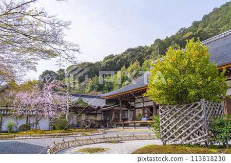 春天的京都、二尊堂、右近橘、左近櫻花 春天的京都、二尊堂、右近橘、左近櫻花 113818230