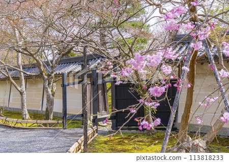 Spring in Kyoto: Nison-in Temple Kuromon Gate and Cherry Blossoms 113818233