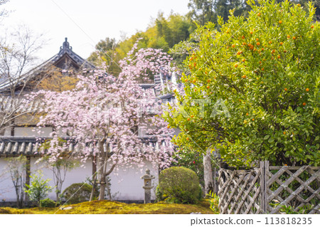 Spring in Kyoto, Nison-in Temple, Ukon no Tachibana and Sakon no Sakura Spring in Kyoto, Nison-in Temple, Ukon no Tachibana and Sakon no Sakura 113818235