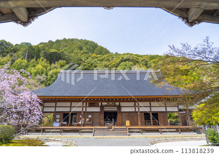 Spring in Kyoto: Nison-in Temple, main hall, Ukon no Tachibana and Sakon no Sakura 113818239