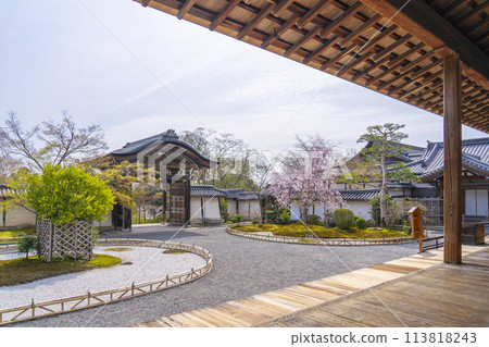 春天的京都、二尊堂、右近橘、左近櫻花 113818243