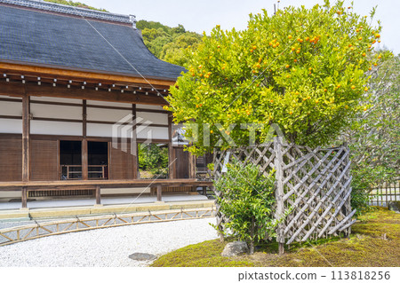 Spring in Kyoto: Nison-in Temple, main hall and Ukon no Tachibana 113818256