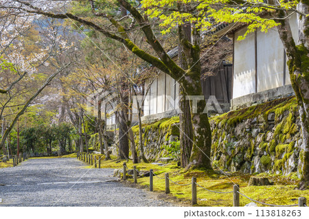 二尊院，春天的京都，櫻花圖案的走法 113818263