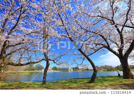 [Toyama Prefecture] Cherry blossoms in full bloom at the Toyama Prefectural Central Botanical Gardens on a clear day (Kitaike Pond) 113818414