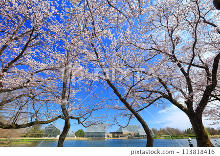 [Toyama Prefecture] Cherry blossoms in full bloom at the Toyama Prefectural Central Botanical Gardens on a clear day (Kitaike Pond) 113818416