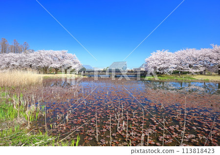 [Toyama Prefecture] Cherry blossoms in full bloom at the Toyama Prefectural Central Botanical Gardens on a clear day (Kitaike Pond) 113818423