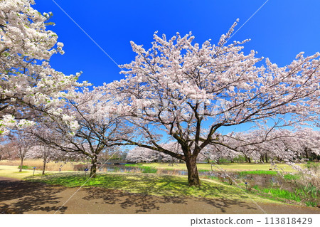 [Toyama Prefecture] Cherry blossoms in full bloom at the Toyama Prefectural Central Botanical Garden on a clear day (Flower Promenade) 113818429