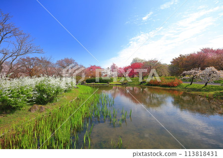 [Toyama Prefecture] Cherry blossoms in full bloom at Toyama Prefectural Central Botanical Gardens on a clear day (Minamiike Pond) 113818431