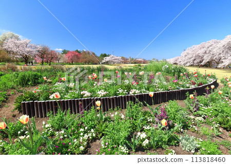 [Toyama Prefecture] Cherry blossoms and tulips in full bloom at Toyama Prefectural Central Botanical Garden on a clear day 113818460