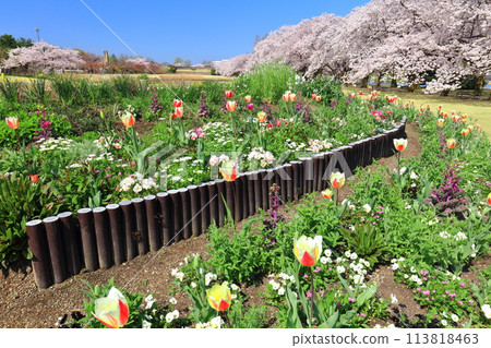 [富山縣] 晴朗的日子，富山縣中央植物園櫻花和鬱金香盛開 113818463