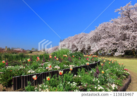 [富山縣] 晴朗的日子，富山縣中央植物園櫻花和鬱金香盛開 113818467