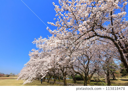 [Toyama Prefecture] Cherry blossoms in full bloom at the Toyama Prefectural Central Botanical Garden on a clear day (Flower Promenade) 113818478