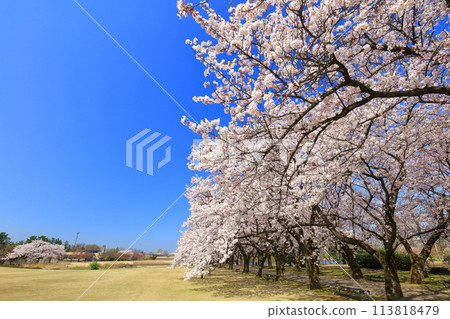 [Toyama Prefecture] Cherry blossoms in full bloom at the Toyama Prefectural Central Botanical Garden on a clear day (Flower Promenade) 113818479