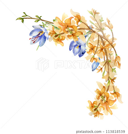 Arrangement of yellow and blue spring flowers watercolor illustration isolated on white. Composition of crocus and forsythia blooming hand drawn. Floral sketch for greeting card, package, label Arrangement of yellow and blue spring flowers watercolor illustration isolated on white. Composition of crocus and forsythia blooming hand drawn. Floral sketch for greeting card, package, label 113818539