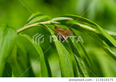 Thoressa瓦里亞 113818575