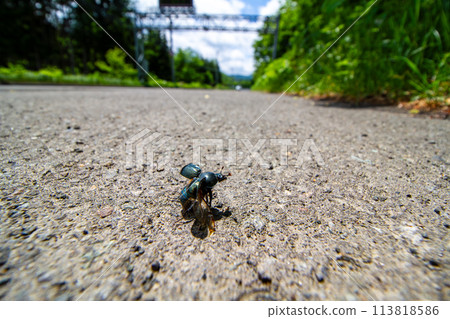 哦厘米Tsurukogane 113818586