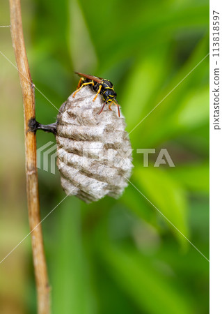 Futamon Asaki 113818597