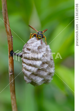 Futamon Asaki Futamon Asaki 113818598