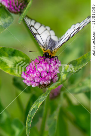 Ushuba clan 113818599