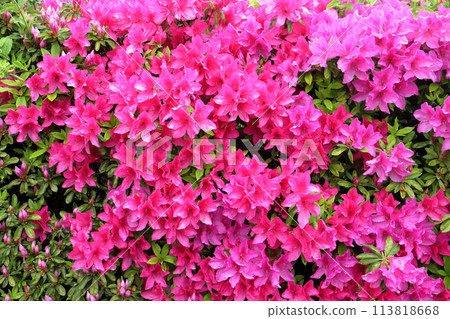 Azalea 113818668