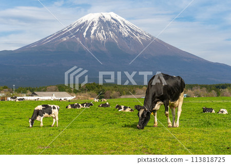 Mt. Fuji, Asagiri Plateau Ranch, Cows Mt. Fuji, Asagiri Plateau Ranch, Cows 113818725