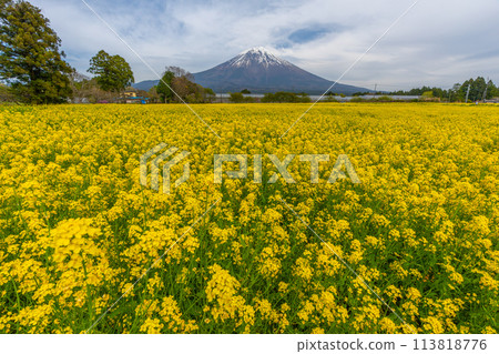 Mt. Fuji and rape blossom fields and cherry blossoms Mt. Fuji and rape blossom fields and cherry blossoms 113818776