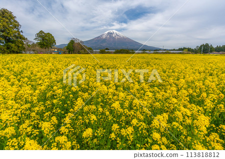 Mt. Fuji and rape blossom fields and cherry blossoms 113818812