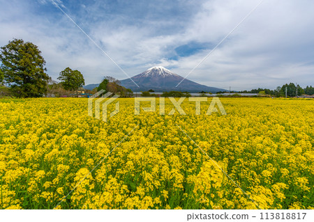 Mt. Fuji and rape blossom fields and cherry blossoms 113818817