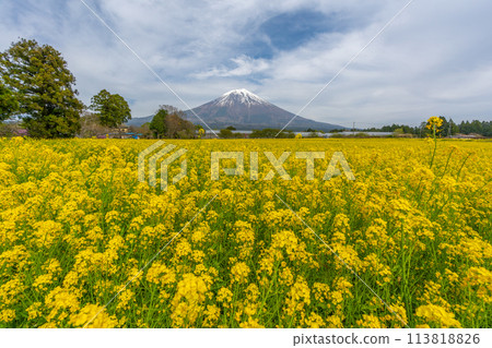 富士山和油菜花田和櫻花 富士山和油菜花田和櫻花 113818826
