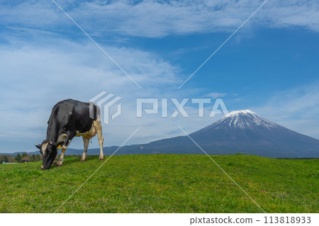 Mt. Fuji, Asagiri Plateau Ranch, Cows Mt. Fuji, Asagiri Plateau Ranch, Cows 113818933
