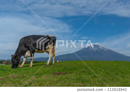 富士山、朝霧高原牧場、乳牛 富士山、朝霧高原牧場、乳牛 113818942