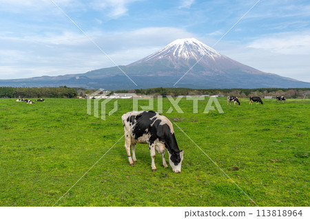 Mt. Fuji, Asagiri Plateau Ranch, Cows 113818964