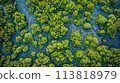 Aerial view of electric blue water surrounds lush green forest 113818979