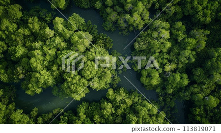 Aerial scene of a lush forest with river amidst terrestrial plants and trees 113819071