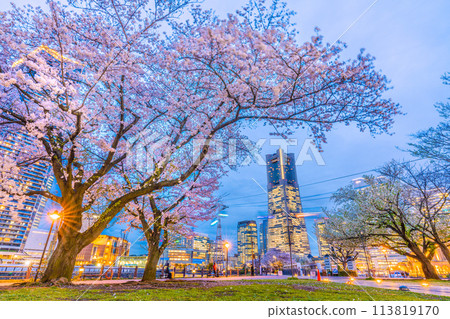 Yokohama cityscape in Japan. Cherry blossoms on Kishamichi road lit up by street lights. In full bloom, it looks fantastic. In the background is Sakuragicho Station. (8th) 113819170