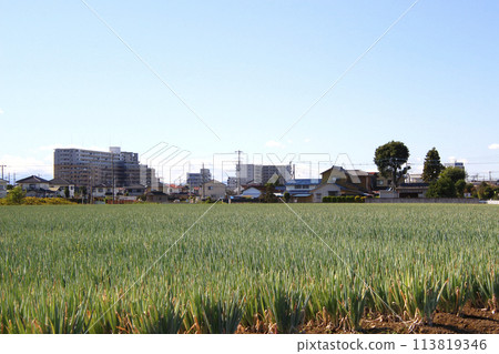 冬季新白岡站東側（白岡市高岩市區、南埼玉郡宮代町西久原附近） 113819346
