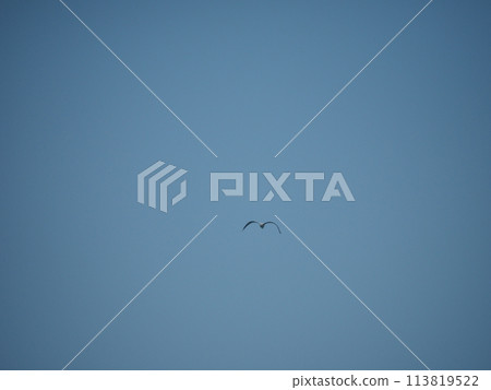A seagull in the blue sky 113819522