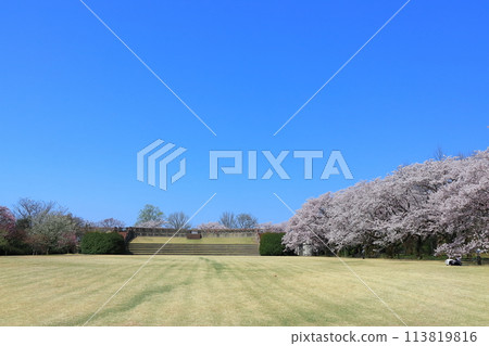 [Toyama Prefecture] Cherry blossoms in full bloom at the Toyama Prefectural Central Botanical Garden on a clear day (Flower Promenade) 113819816