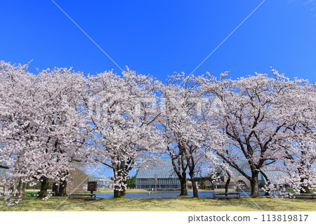 [Toyama Prefecture] Cherry blossoms in full bloom at the Toyama Prefectural Central Botanical Garden on a clear day (Flower Promenade) 113819817