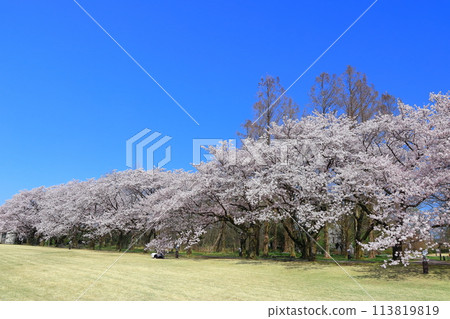 [Toyama Prefecture] Cherry blossoms in full bloom at the Toyama Prefectural Central Botanical Garden on a clear day (Flower Promenade) 113819819