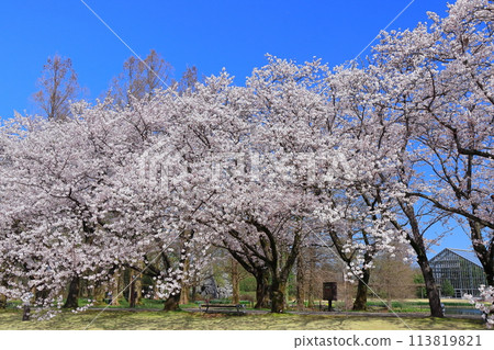 [Toyama Prefecture] Cherry blossoms in full bloom at the Toyama Prefectural Central Botanical Garden on a clear day (Flower Promenade) 113819821